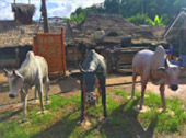 Bo Kluea District