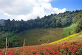 Doi Monjam