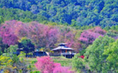 Doi Pui