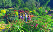 Doi Pui