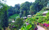 Doi Pui