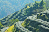 Doi Mae Salong
