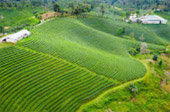 Doi Mae Salong