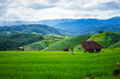 Doi Mae Salong