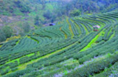 Doi Ang-Khang