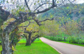 Doi Ang-Khang