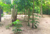 Hong Island