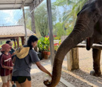 Elephants Camp