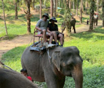 Elephants Camp