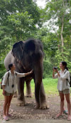 Elephants Camp