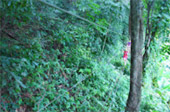 Rope Bridge Walking and Zip Line