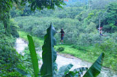 Rope Bridge Walking and Zip Line
