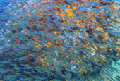 Mattra Island
