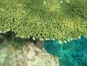 4 Days 3 Nights Similan, Surin and Khaolak Overnight