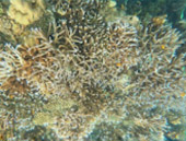 4 Days 3 Nights Similan, Surin and Khaolak Overnight