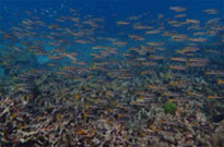 James Bond Island + Variety of Phang Nga