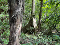 2 Days 1 Night Similan + Discovery Overnight Khaolak