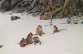 Phuket Package + Phi Phi Islands 3 Days 2 Nights