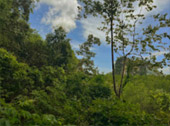 Phuket Package + Phi Phi Islands 3 Days 2 Nights