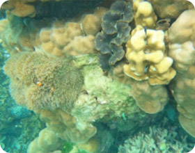 Similan, Surin 3 Days Overnight Khaolak and Surin Similan, Surin 3 Days Overnight Khaolak and Surin