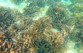 Phi Phi and Bamboo Island by speed boat