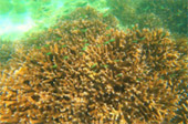 Overnight Holiday Phi Phi Island 2 Day 1 Night