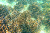 Overnight Holiday Phi Phi Island 2 Day 1 Night