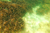 Overnight Holiday Phi Phi Island 2 Day 1 Night
