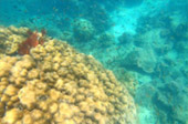 Overnight Holiday Phi Phi Island 2 Day 1 Night