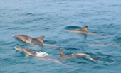 Racha Yai and Racha Noi Island Speed Boat