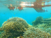 2 Days 1 Night Similan Island and Surin Island