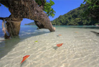 2 Days 1 Night Similan Island and Surin Island