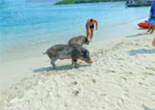 Mutsum Island or Pig Island