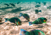 World Class Snorkeling Site: Ko Tao