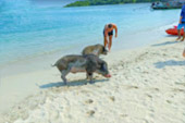 Koh Mudsum or Pigs Island