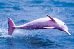 Route 3: Khanom Bay, Koh Madsum, Koh Tan and Koh Rab