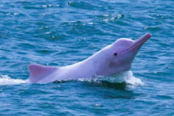 Route 3: Khanom Bay, Koh Madsum, Koh Tan and Koh Rab