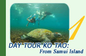 Day Tour Ko Tao: From Samui Island