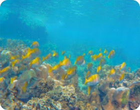 Samui Package: The Best First 3 Days 2 Nights