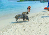 Mutsum Island or Pig Island