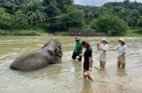 Khao Sok Day Tour Jungle Trek