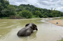 Khao Sok Day Tour Jungle Trek