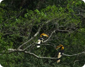 The Deep Wild Immersion: Khao Sok 3 Days The Deep Wild Immersion: Khao Sok 3 Days