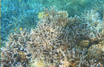 3 Days 2 Nights: Surin Island