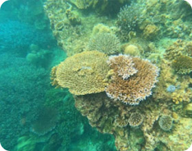 Surin and Similan Overnight on Island 3 Days