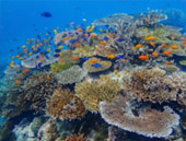 One Day Special Koh Surin at Secret