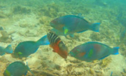 Around Ko Tao Around Ko Tao