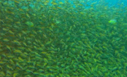 Around Ko Tao Around Ko Tao