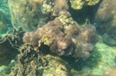Coral and Marine Life