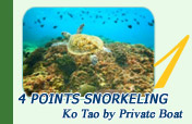 4 Points Snorkeling Ko Tao: By Private Boat
